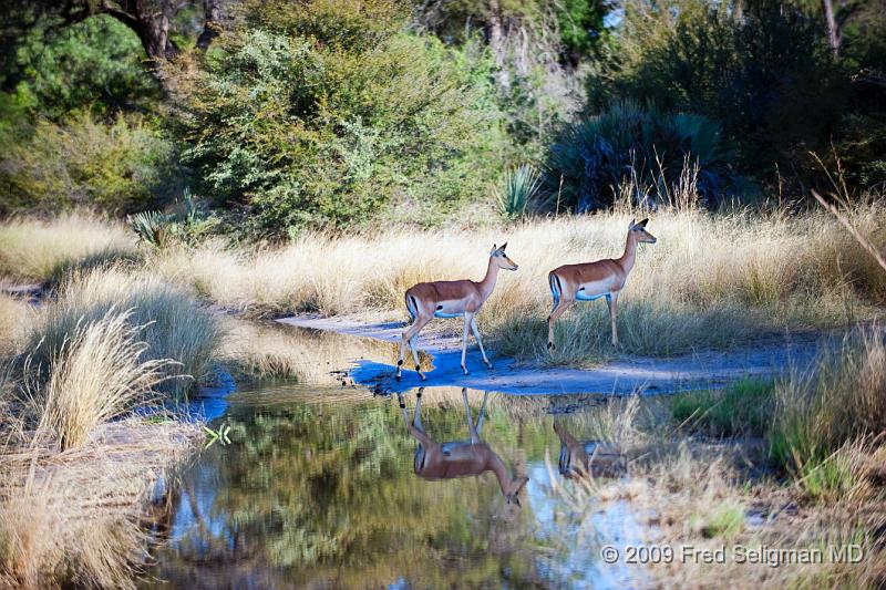 20090614_155401 D3 X1.jpg - Springbok (Gazelle)